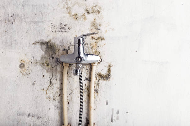 Best Mold Testing  in Blountsville, AL