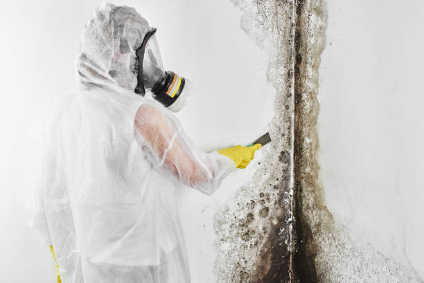 Best Commercial Mold Removal  in Blountsville, AL