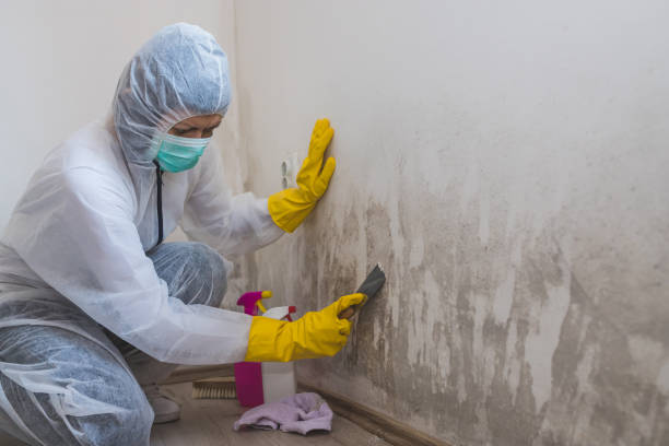 Best Crawl Space Mold Removal  in Blountsville, AL