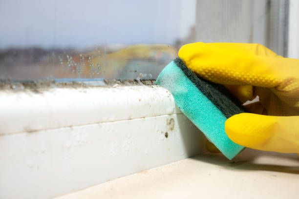 Best Office Mold Removal Services  in Blountsville, AL