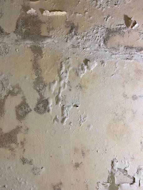 Best Black Mold Removal  in Blountsville, AL