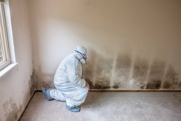 Best Fast Mold Removal  in Blountsville, AL
