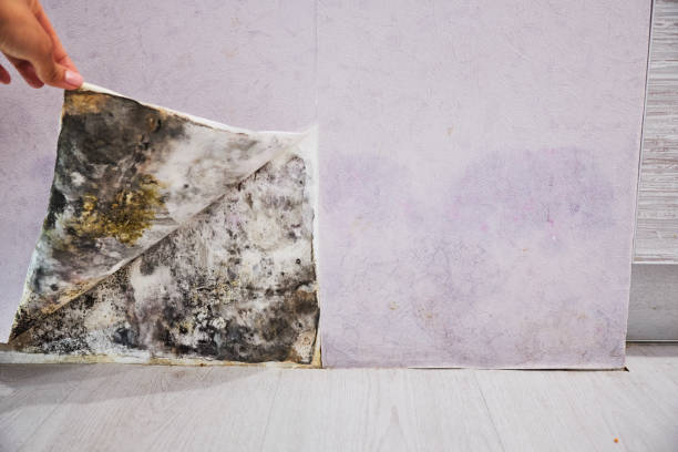Best Professional Mold Removal  in Blountsville, AL